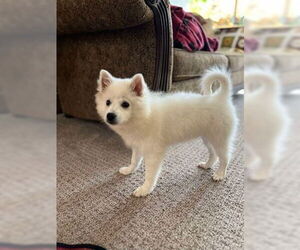 American Eskimo Dog Dogs for adoption in Glen Haven, WI, USA