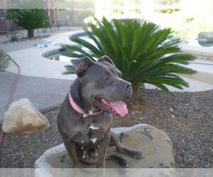 American Pit Bull Terrier Dogs for adoption in Oro Valley, AZ, USA