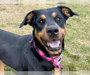 Labrador Retriever-Rhodesian Ridgeback Mix Dogs for adoption in Pueblo, CO, USA