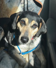 Bluetick Coonhound-Unknown Mix Dogs for adoption in West Columbia, SC, USA