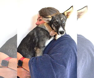 Huskies -Unknown Mix Dogs for adoption in McKinney, TX, USA