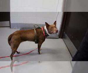 American Pit Bull Terrier-Unknown Mix Dogs for adoption in Corpus Christi, TX, USA