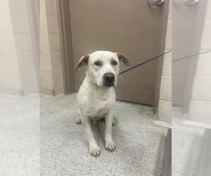 American Pit Bull Terrier-Unknown Mix Dogs for adoption in Conroe, TX, USA