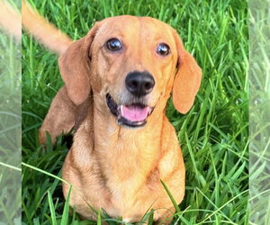 Dachshund-Unknown Mix Dogs for adoption in Oakhurst, NJ, USA