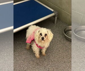 Bichon Frise-Unknown Mix Dogs for adoption in Claremore, OK, USA