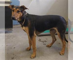 Doberman Pinscher-German Shepherd Dog Mix Dogs for adoption in Camarillo, CA, USA