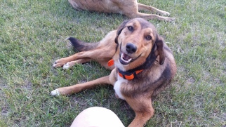 Australian Shepherd-Coonhound Mix Dogs for adoption in Cromwell, MN, USA