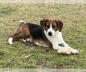 Beagle-Unknown Mix Dogs for adoption in Boston, MA, USA