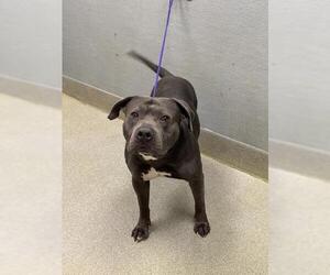 American Staffordshire Terrier-Unknown Mix Dogs for adoption in Las Vegas, NV, USA