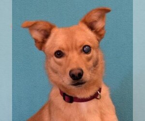 Sheprador Dogs for adoption in Eureka, CA, USA