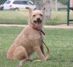 Mutt Dogs for adoption in Enid, OK, USA