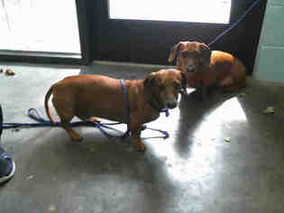 Dachshund Dogs for adoption in Tulsa, OK, USA