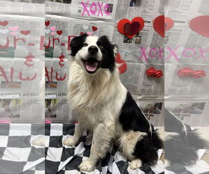 Border Collie-Unknown Mix Dogs for adoption in Winter Park, CO, USA
