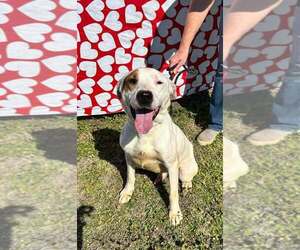 Medium Photo #1 Mutt Puppy For Sale in Abbeville, LA, USA
