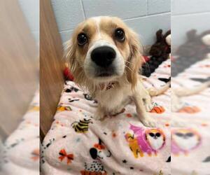 Chihuahua-Unknown Mix Dogs for adoption in Brighton, CO, USA