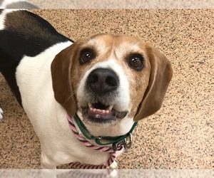 Beagle Dogs for adoption in Springfield, MA, USA