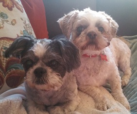 Shih Tzu Dogs for adoption in Battle Ground, WA, USA