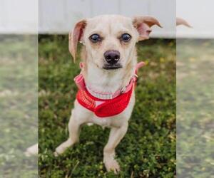 Chiweenie Dogs for adoption in Myrtle Beach, SC, USA