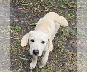 Anatolian Pyrenees Dogs for adoption in Royal Palm Beach, FL, USA