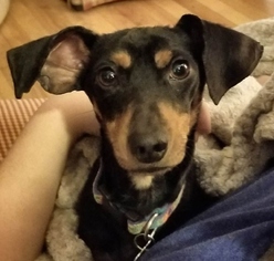 Doxie-Pin Dogs for adoption in Potomac, MD, USA