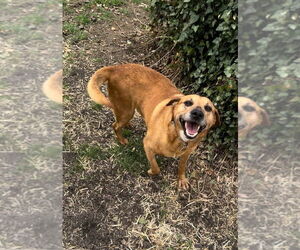 Mutt Dogs for adoption in Springdale, PA, USA