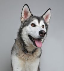 Alaskan Malamute Dogs for adoption in Eden Prairie, MN, USA