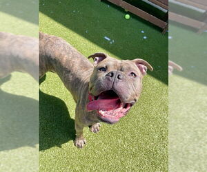 American Staffordshire Terrier-Unknown Mix Dogs for adoption in Dedham, MA, USA