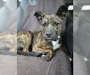 Puggle Dogs for adoption in Montello, WI, USA