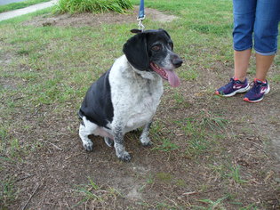 Medium Photo #1 Bagle Hound Puppy For Sale in Concord, NC, USA