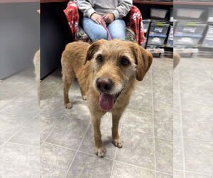 Labradoodle Dogs for adoption in Rustburg, VA, USA