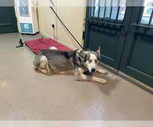 Siberian Husky Dogs for adoption in Pasadena, CA, USA