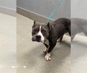 American Bulldog-Unknown Mix Dogs for adoption in Las Vegas, NV, USA