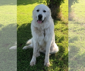Great Pyrenees Dogs for adoption in Coweta, OK, USA