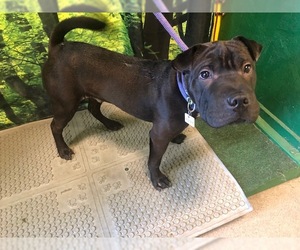 Chinese Shar-Pei Dogs for adoption in Forestville, MD, USA