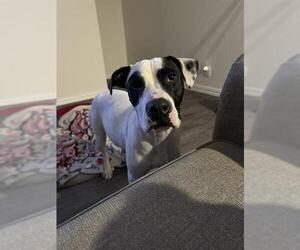 American Staffordshire Terrier-Unknown Mix Dogs for adoption in San Antonio, TX, USA