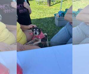 Chihuahua-Unknown Mix Dogs for adoption in Sparta, TN, USA