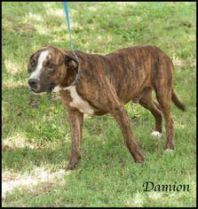 Medium Photo #1 American Staffordshire Terrier-Unknown Mix Puppy For Sale in Ada, OK, USA