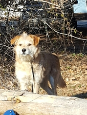 Medium Photo #1 Mutt Puppy For Sale in Social Circle, GA, USA