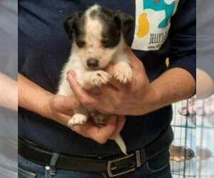 Jack Russell Terrier Dogs for adoption in San Pablo, CA, USA