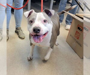 Mutt Dogs for adoption in La Porte, IN, USA