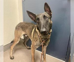 Mutt Dogs for adoption in HESPERIA, CA, USA