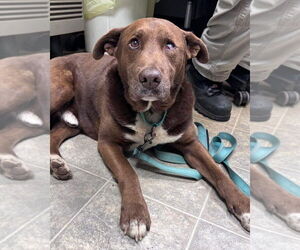 Labbe Dogs for adoption in Rustburg, VA, USA