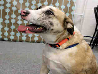 Catahoula Leopard Dog Dogs for adoption in Brighton, CO, USA