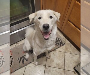 Great Pyrenees-Huskies  Mix Dogs for adoption in Forest, VA, USA