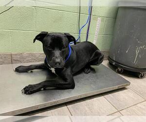 American Staffordshire Terrier-Unknown Mix Dogs for adoption in Grand Prairie, TX, USA