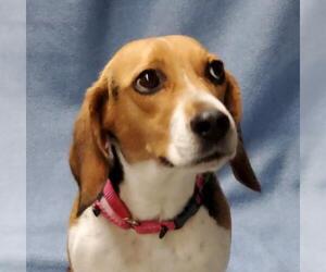Beagle Dogs for adoption in Greenville, IL, USA