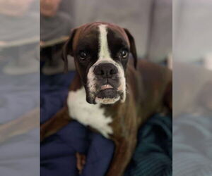 Boxer Dogs for adoption in Woodbury, MN, USA