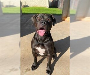 Staffordshire Bull Terrier Dogs for adoption in Rosenberg, TX, USA