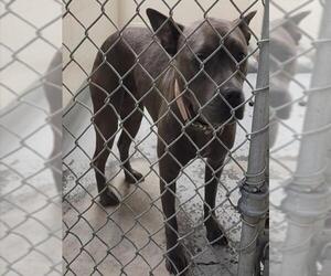 American Pit Bull Terrier Dogs for adoption in Anchorage, AK, USA