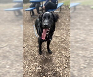 Mutt Dogs for adoption in Waterford, VA, USA